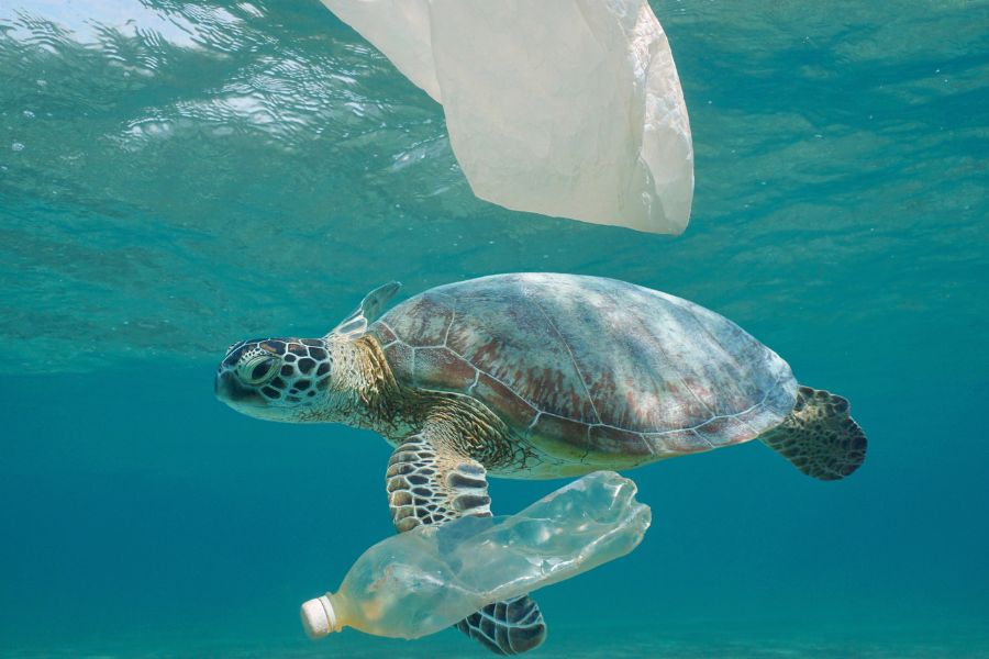 sea turtle swimming with plastic waste