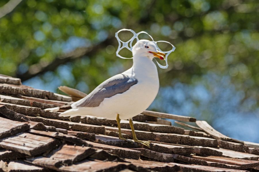 seagull with its head stuck in plastic waste